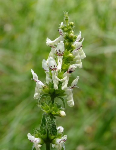 Perennial Yellow-woundwort