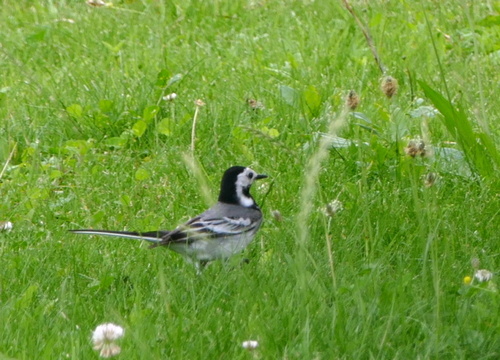 White Wagtail