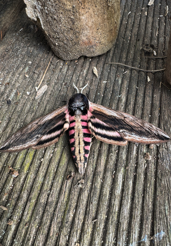 Privet Hawkmoth