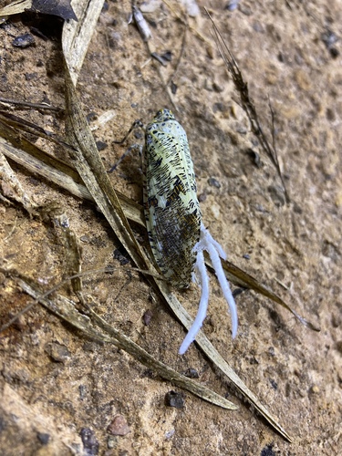 Phenax variegata