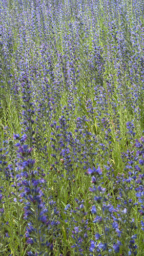 viper's-bugloss