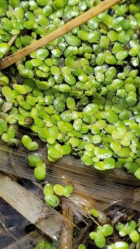 Наблюдение на iNaturalist
