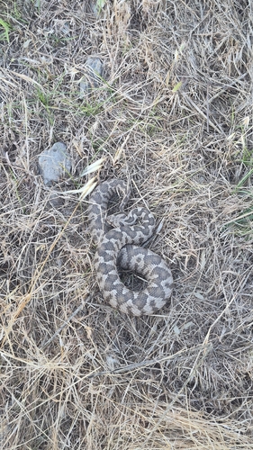Ottoman Viper
