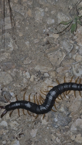 Mediterranean Banded Centipede
