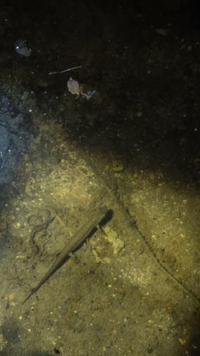 Turkish Smooth Newt