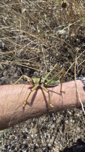 Anatolian Predatory Bush-cricket
