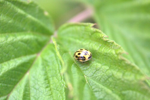 Fourteen-spotted Lady Beetle
