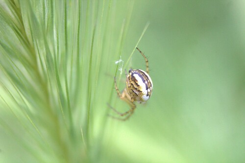 Cricket-bat Orbweaver