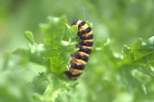 Cinnabar moth