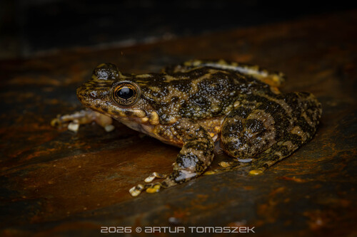 Yat-sen’s Torrent Frog