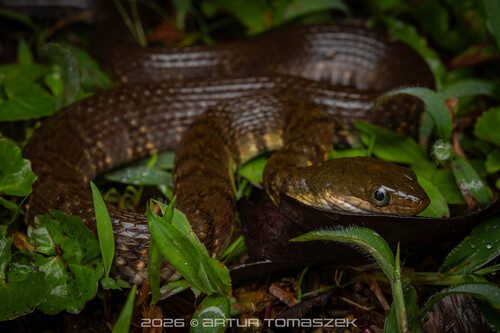 Mountain Water Snake