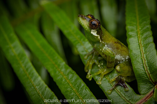 Chapa bubble-nest frog