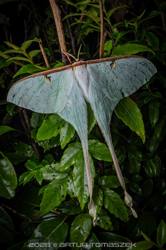 Chinese Moon Moth