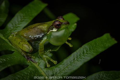 Chapa bubble-nest frog