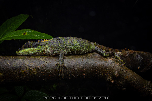 Banded japalure