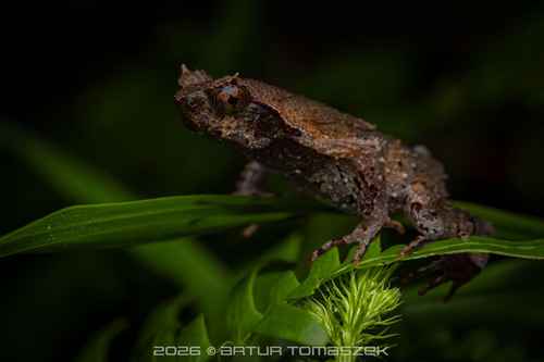 Narrow-mouthed Horned Toad