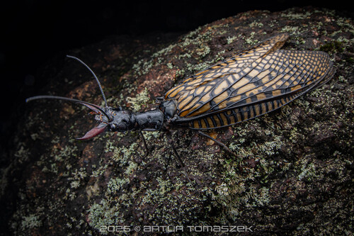 Giant Chinese Dobsonfly
