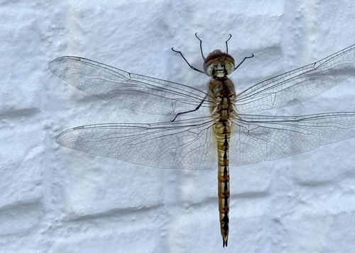 Wandering Glider