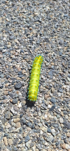 Giant Peacock Moth