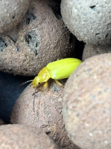Sulphur Beetle