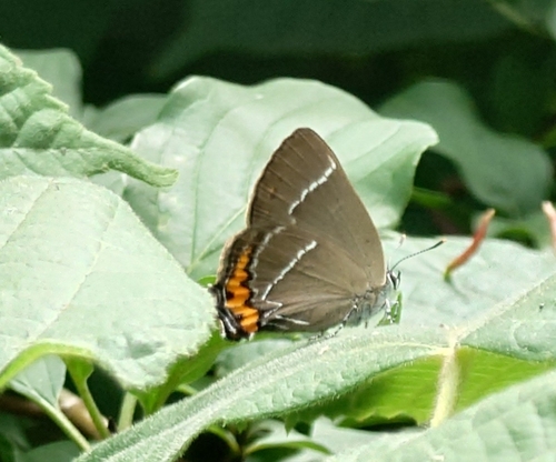 White-letter Hairstreak