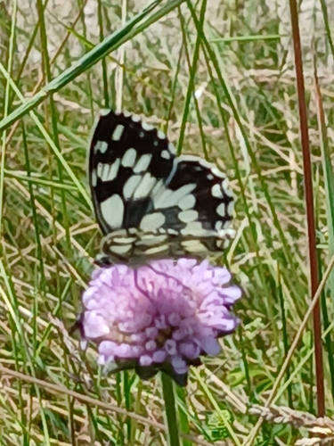 Marbled White