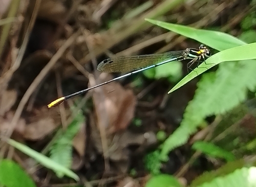 Rainbow Yellowwing