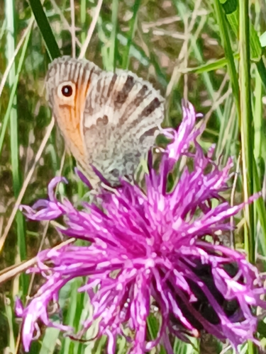 Small Heath