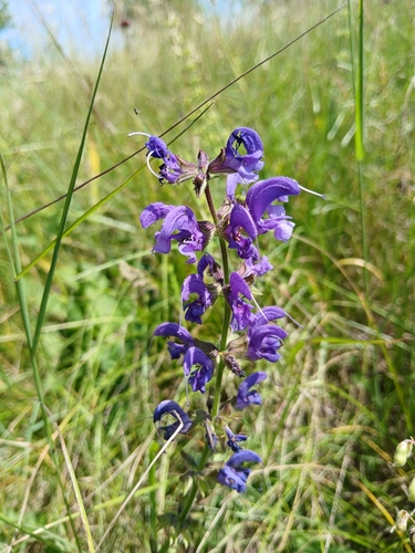 Meadow Sage