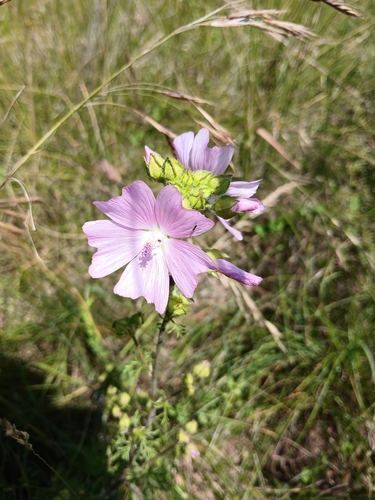 musk mallow