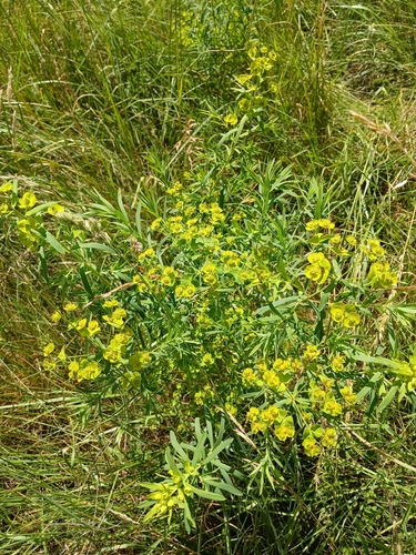 leafy spurge