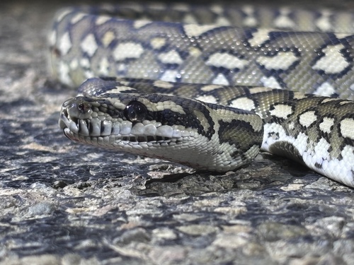 Coastal Carpet Python