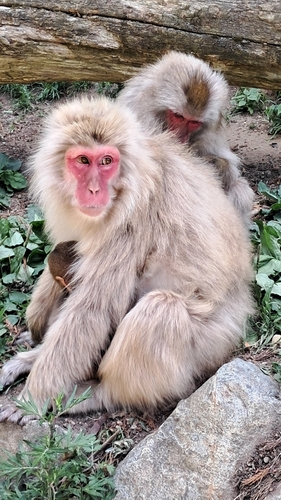 Hondo Macaque