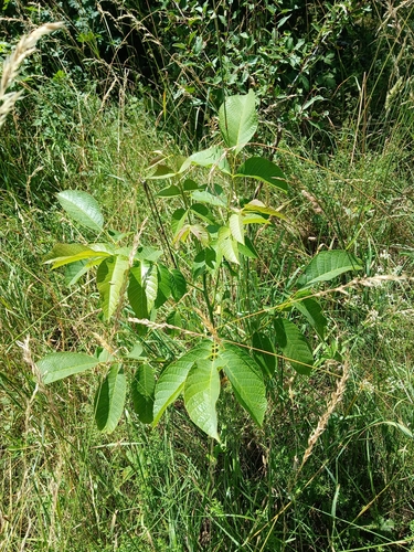 Persian walnut