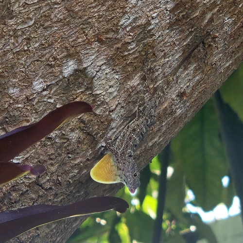 Banded Anole