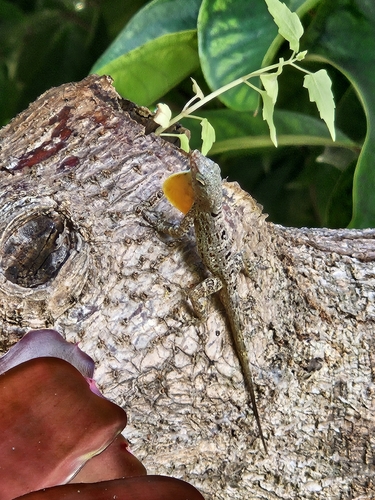 Banded Anole
