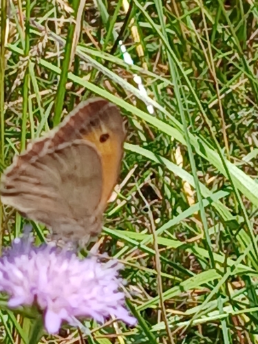 Meadow Brown