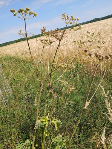 hogweed