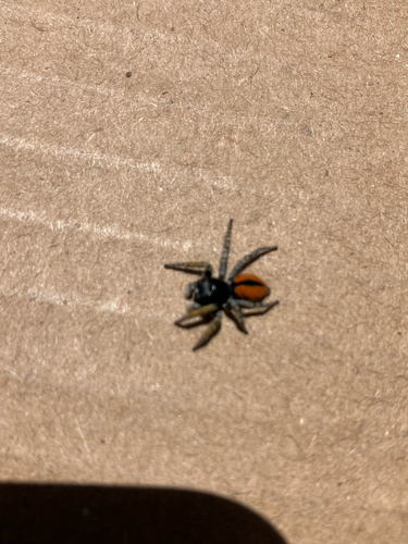 Red-bellied Jumping Spider