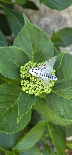 Wood Leopard Moth