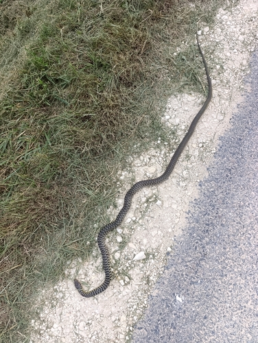 Green Whip Snake