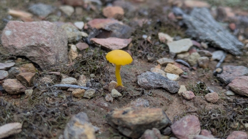 Yellow Navel