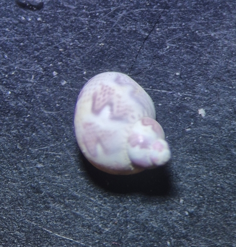 Pheasant-shell