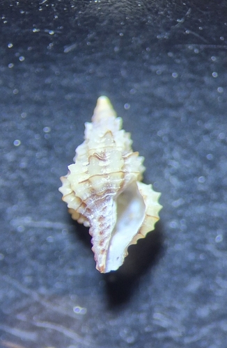 Cyrillia linearis