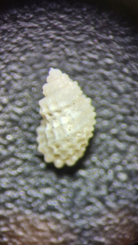 Alvania cancellata