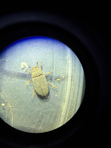 Dermestes asiaticus