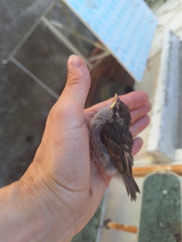House Sparrow