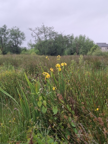 Yellow Iris