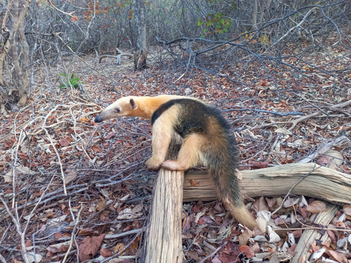 Southern Tamandua