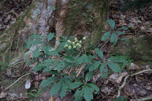 Oreopanax xalapensis